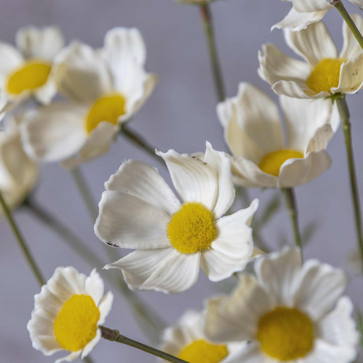 ARTIFICIAL COSMOS MEADOW, BUTTERMILK - *PRE ORDER* Due Early January 2027