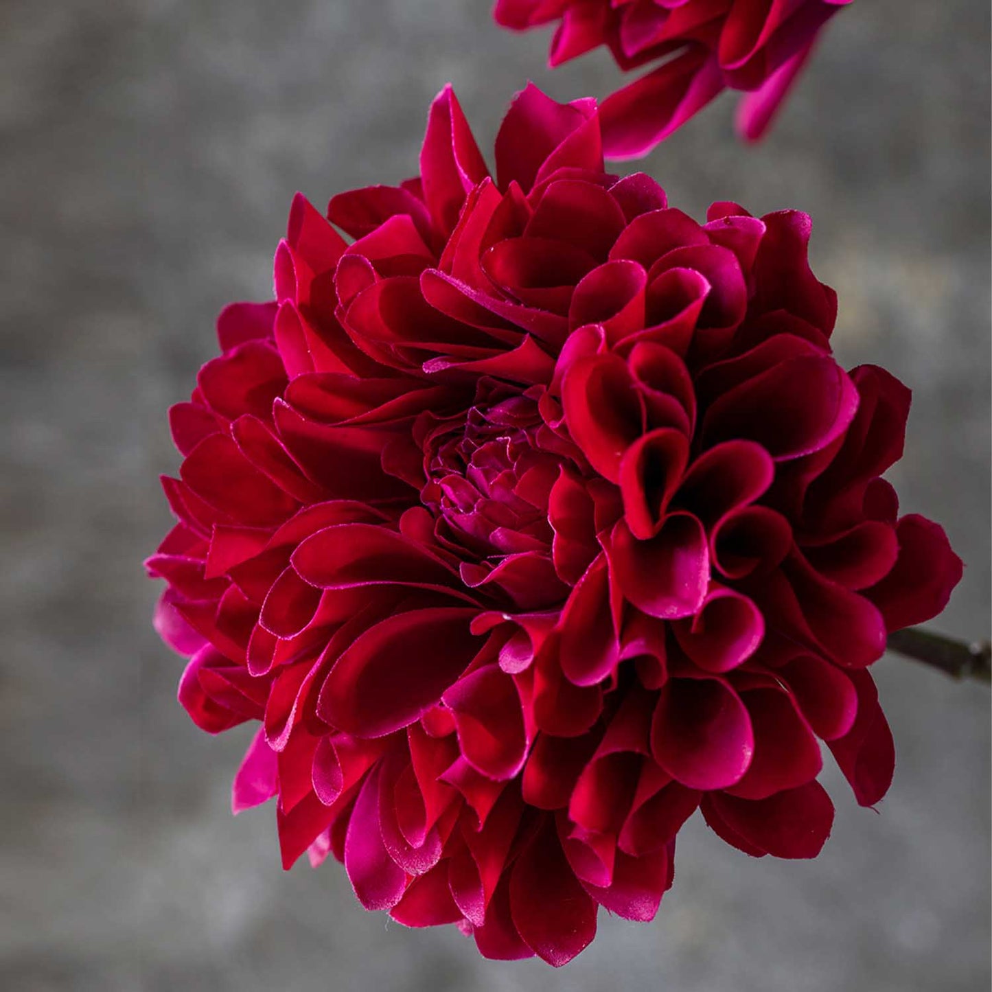 ARTIFICIAL REAL TOUCH DAHLIA, RUBY - LARGE - *Pre-order* SHIPPING July 2026