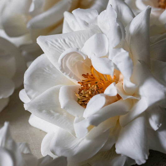 ARTIFICIAL WINTER ROSE - *Pre-order* SHIPPING MAY 2026