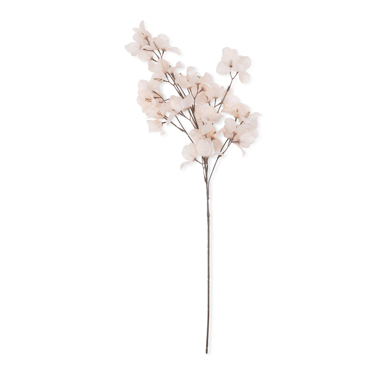 BOUGAINVILLEA BLUSH - LAST BOX