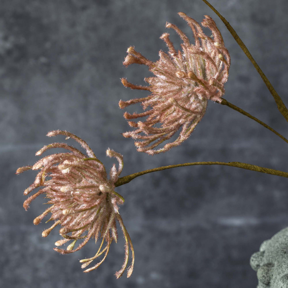 ARTIFICIAL LEUCOSPERMUM, BLUSH - LAST BOX