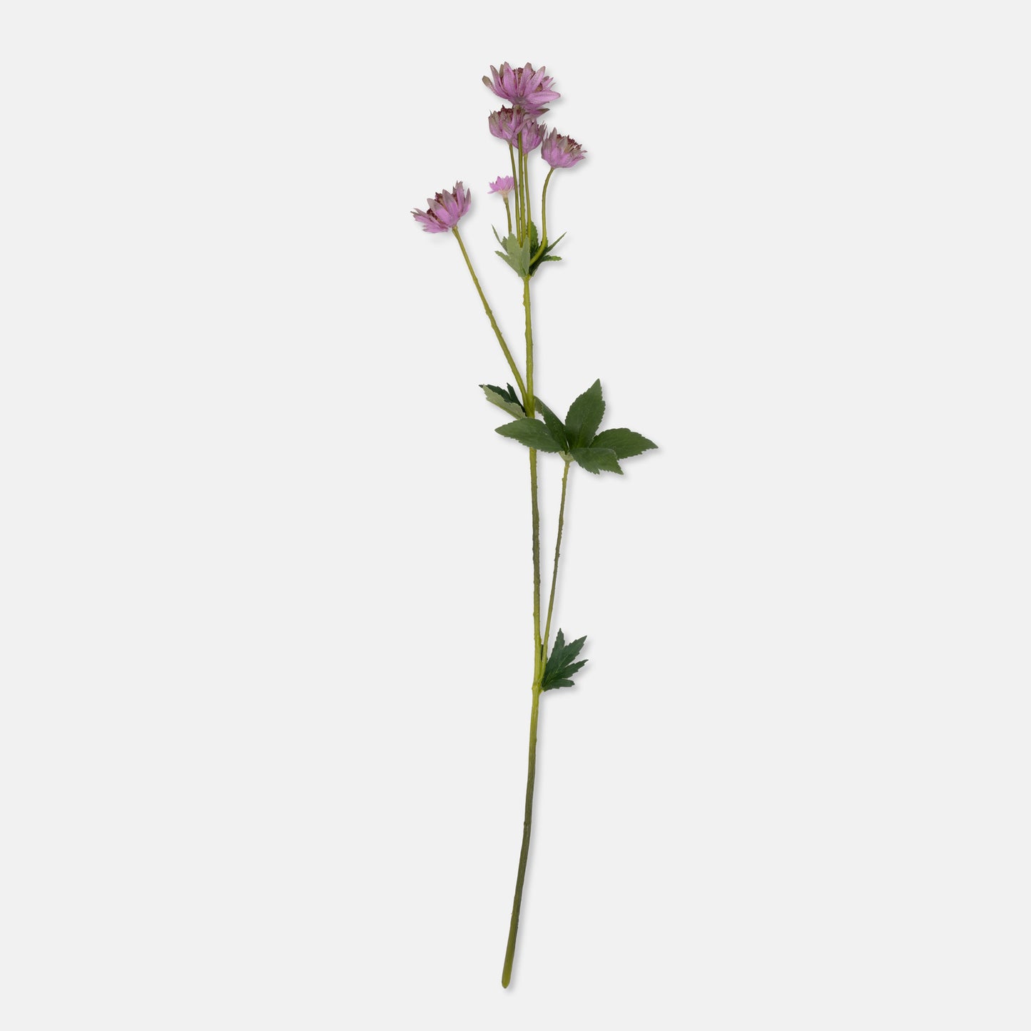 ARTIFICIAL MASTERWORT SPRAY
