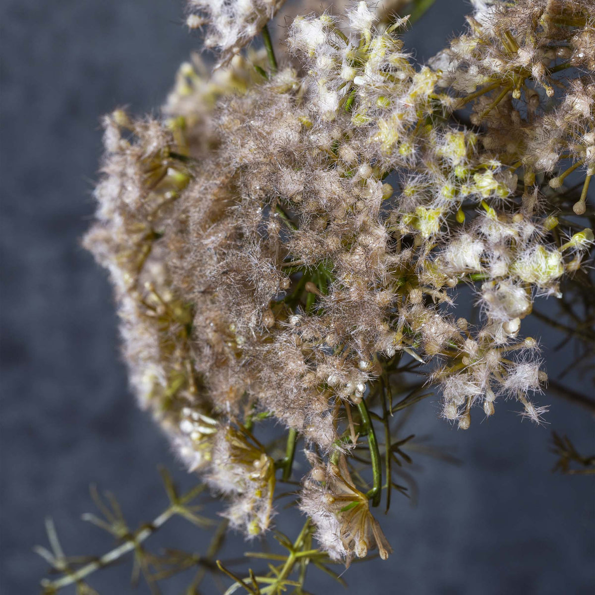 ARTIFICIAL QUEEN ANNE'S LACE, BLUSH - *PRE ORDER* Due Early January 2027