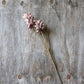 HEIRLOOM THISTLE - MAUVE