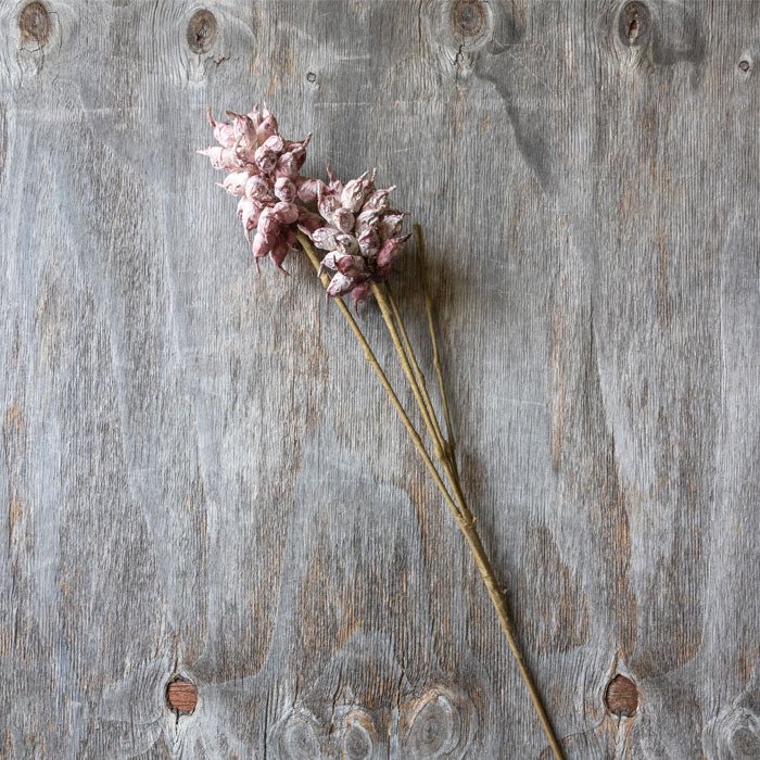 HEIRLOOM THISTLE - MAUVE