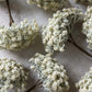 ARTIFICIAL YARROW STEM, CREAM
