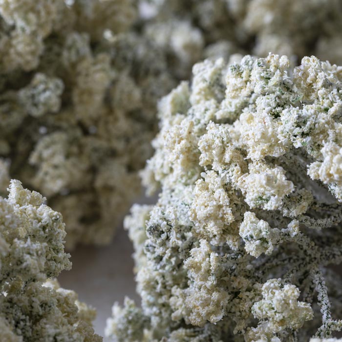 ARTIFICIAL YARROW STEM, CREAM