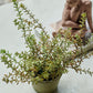 BURRITO SEDUM IN POT