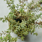 BURRITO SEDUM IN POT