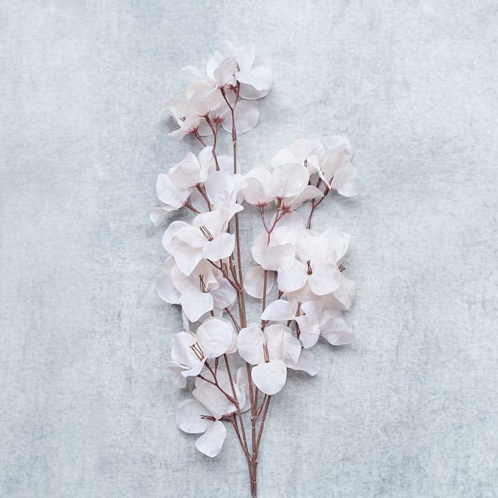 BOUGAINVILLEA BLUSH - LAST BOX