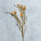 MEADOW POM POM
