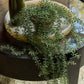 ARTIFICIAL TRAILING STRING OF PEARLS