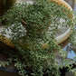 ARTIFICIAL TRAILING STRING OF PEARLS