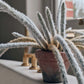 ARTIFICIAL TRAILING BUSHY TAIL CACTUS - *Pre-order* - SHIPPING JUNE 2026