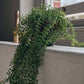 ARTIFICIAL TRAILING STRING OF PEARLS