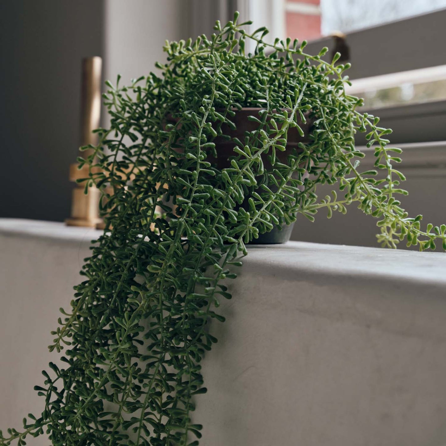 ARTIFICIAL TRAILING STRING OF PEARLS
