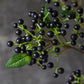 ARTIFICIAL BLACKENED VIBURNUM - *Pre-order* SHIPPING July 2026