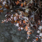 ARTIFICIAL EUCALYPTUS WREATH, DUSK - *Pre-order* SHIPPING July 2026