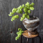 ARTIFICIAL GUELDER, SPRING GREEN