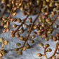ARTIFICIAL HEDGE PARSLEY - *Pre-order* SHIPPING MAY 2026
