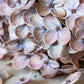 ARTIFICIAL REAL TOUCH HYDRANGEA, ANTIQUE BLUSH *Pre Order * July 2026