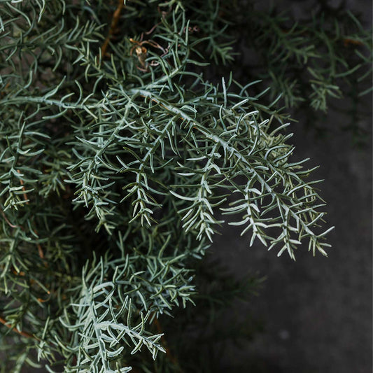 ARTIFICIAL JUNIPER WREATH - *Pre-order* SHIPPING July 2026