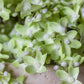 ARTIFICIAL LILAC STEM, PISTACHIO