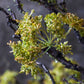 ARTIFICIAL MOSS BRANCH - *Pre-order* SHIPPING MAY 2026