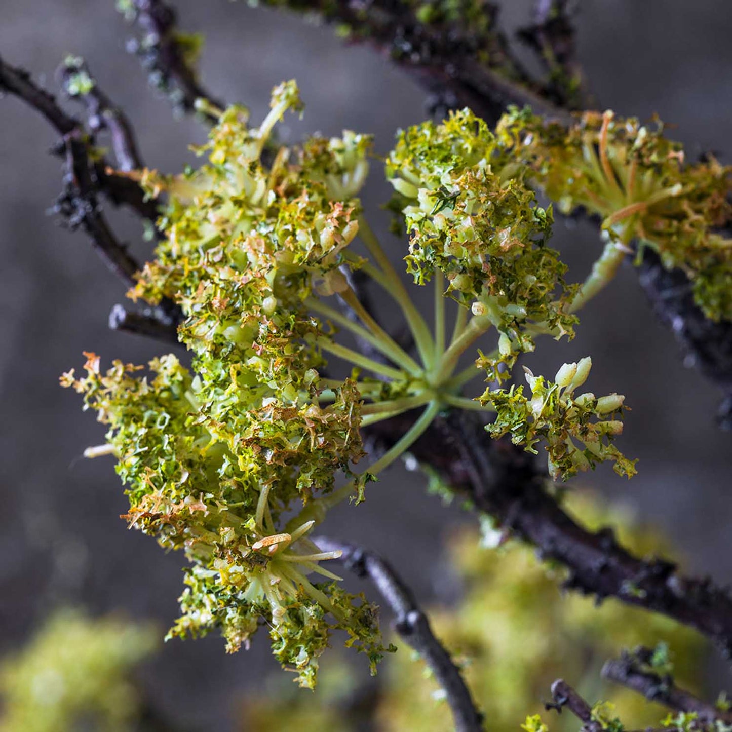 ARTIFICIAL MOSS BRANCH - *Pre-order* SHIPPING MAY 2026