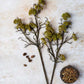 ARTIFICIAL MOSS BRANCH - *Pre-order* SHIPPING MAY 2026