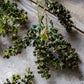 ARTIFICIAL MOTTLED SEDGE - *Pre-order* SHIPPING July 2026