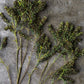 ARTIFICIAL MOTTLED SEDGE - *Pre-order* SHIPPING July 2026