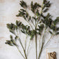 ARTIFICIAL MOTTLED SEDGE - *Pre-order* SHIPPING July 2026