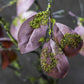 ARTIFICIAL MULBERRY LEAF GARLAND - *Pre-order* SHIPPING July 2026