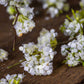 ARTIFICIAL MYRTLE BLOSSOM - *Pre-order* SHIPPING July 2026