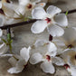 ARTIFICIAL PEAR BLOSSOM - *Pre-order* SHIPPING July 2026