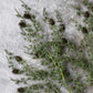 ARTIFICIAL PINE BRANCH FOREST - *Pre-order* SHIPPING July 2026