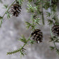 ARTIFICIAL PINE BRANCH FOREST - *Pre-order* SHIPPING July 2026