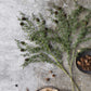ARTIFICIAL PINE BRANCH FOREST - *Pre-order* SHIPPING July 2026