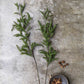 ARTIFICIAL PINE NEEDLE BRANCH - *Pre-order* SHIPPING July 2026