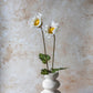 ARTIFICIAL POPPY, WHITE