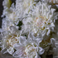 ARTIFICIAL REAL TOUCH DAHLIA, CREAM - *Pre-order* SHIPPING July 2026