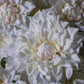 ARTIFICIAL REAL TOUCH DAHLIA, CREAM - *Pre-order* SHIPPING July 2026