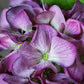 ARTIFICIAL REAL TOUCH HYDRANGEA, PLUM - *Pre-order* SHIPPING July 2026