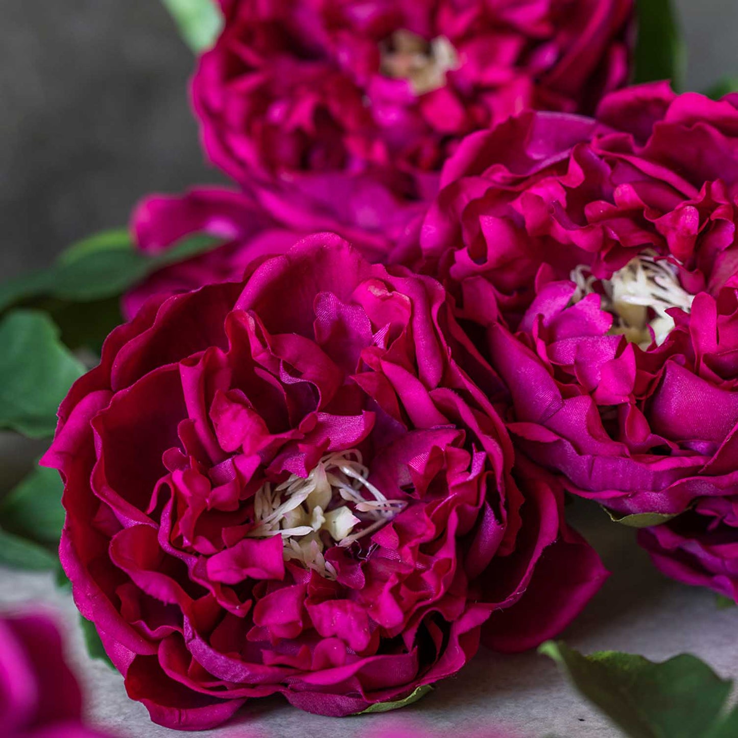 ARTIFICIAL REAL TOUCH PEONY - *Pre-order* SHIPPING July 2026