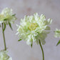 ARTIFICIAL SCABIOUS FLOWER, CREAM