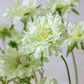 ARTIFICIAL SCABIOUS FLOWER, CREAM