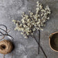 ARTIFICIAL SEDGE, WINTER DEW - *Pre-order* SHIPPING July 2026