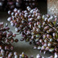 ARTIFICIAL SORGHUM, SUNRISE - *Pre-order* SHIPPING July 2026