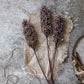 ARTIFICIAL SORGHUM, SUNRISE - *Pre-order* SHIPPING July 2026